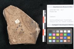 Foto (Objekt + Etikett) von Plantae indet.  (NHMW-GEO-2024-0188-11548)